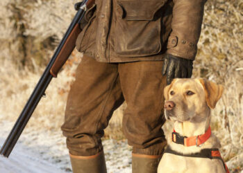 Слаб отстрел на дива свиня през 2021 година отчете ЛРД “Сокол”