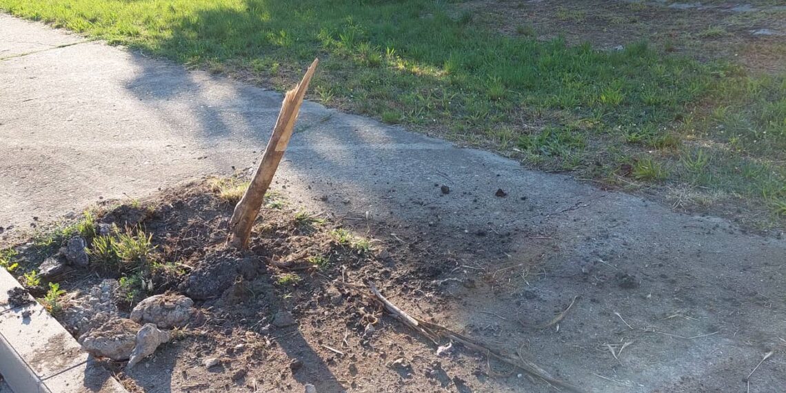 Сеч и вандалщина с новите дървета в Севлиево