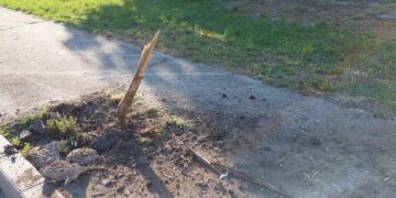 Сеч и вандалщина с новите дървета в Севлиево