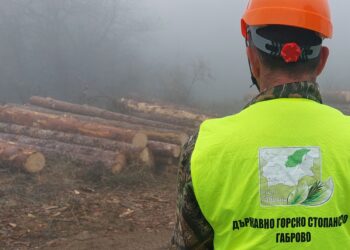 Близо 12 000 проверки в горите на Централна северна България през първото полугодие