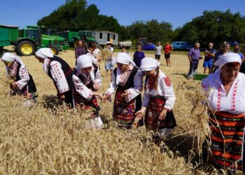 С ритуално зажънване започна жътвата в село Крамолин