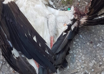 Пак убиха щъркели, преди години севлиевец бе наказан с условна присъда