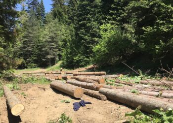 Масови акции на ИАГ и МВР за незаконни дърва за огрев в цялата страна