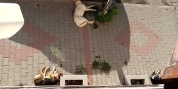 172 безстопанствени кучета са заловени от началото на годината в община Севлиево