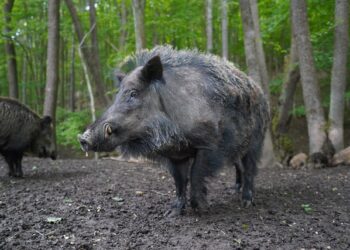 Положителни проби за Африканска чума по свинете в Агатово