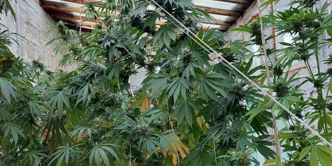 Иззеха 6 килограма марихуана от надрусан габровец