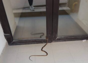 Еднометров смок влязъл в блок във В. Търново в най-населения жилищен район