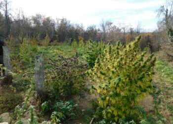 Хванаха габровец, отгледал марихуана за 192 хиляди лева