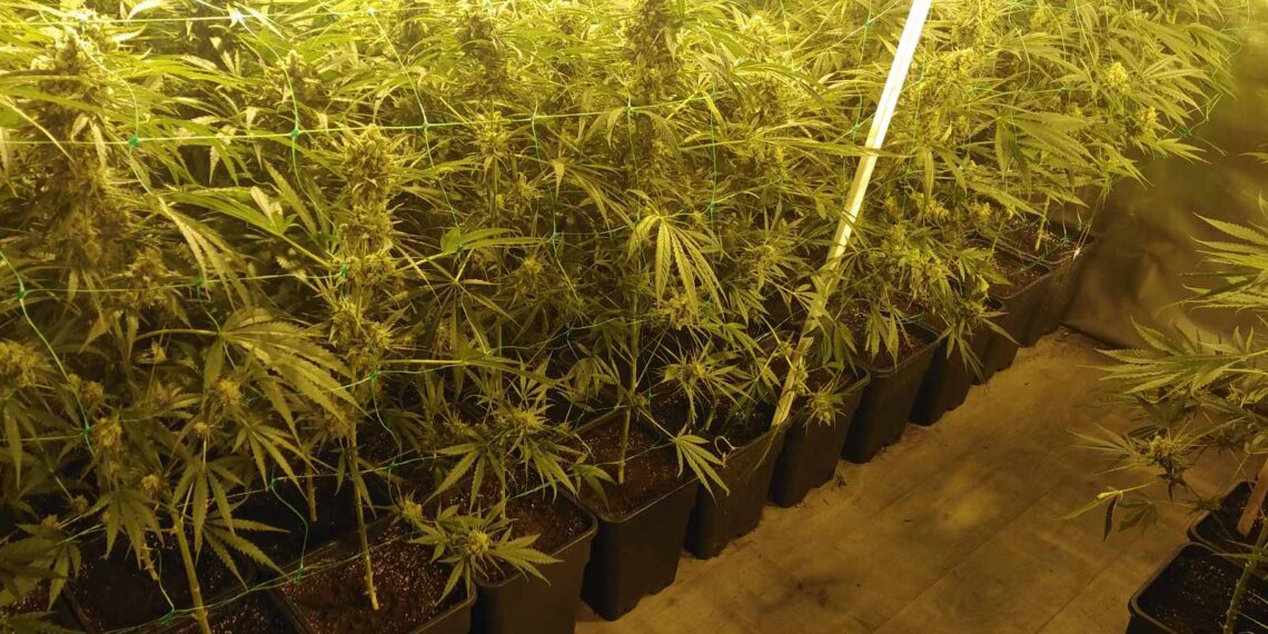 Наркооранжерия е разкрита при полицейска акция в дряновското село Саласука