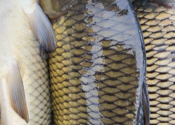 Никулден още по-скъп, шаранът стигна 11 лв.