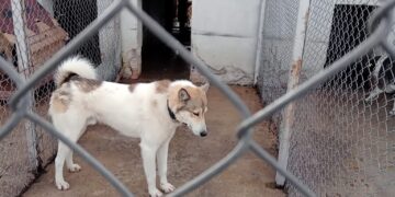 С призиви за повече осиновявания ОбС прие програмата за овладяване на популацията на безстопанствените кучета