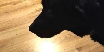 Гълъбче и куче – най-добри приятели