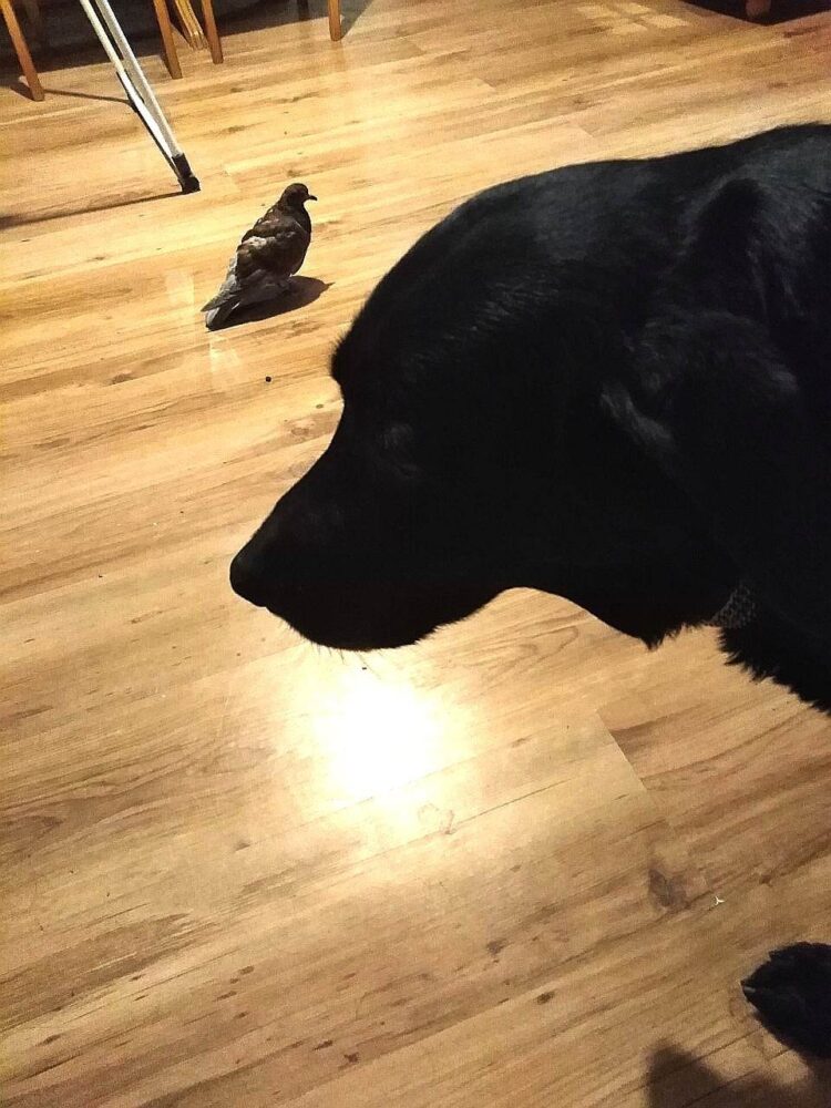 Гълъбче и куче – най-добри приятели