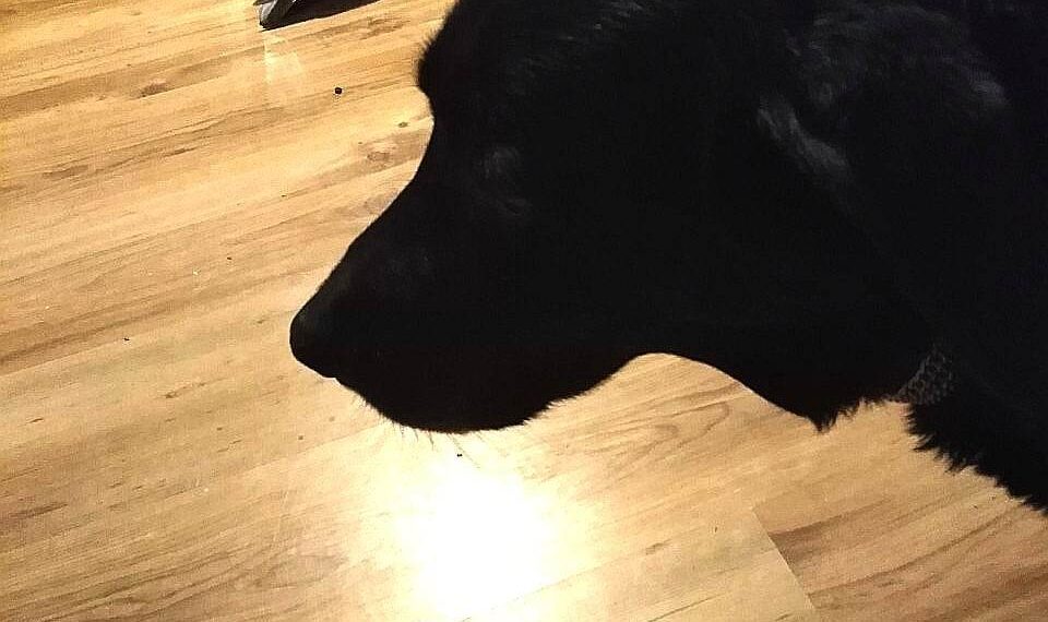 Гълъбче и куче – най-добри приятели