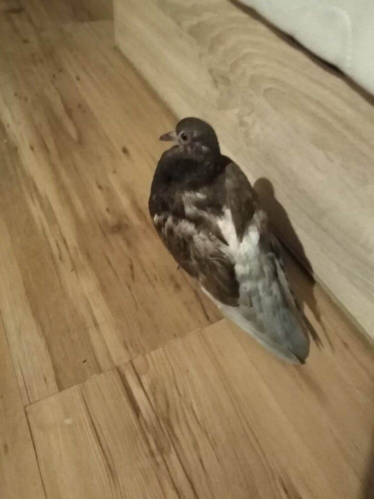 Гълъбче и куче – най-добри приятели