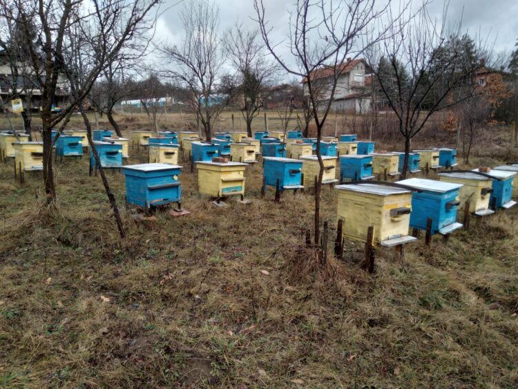 Днес почитаме Св. Харалампий – покровител на меда и пчеларите