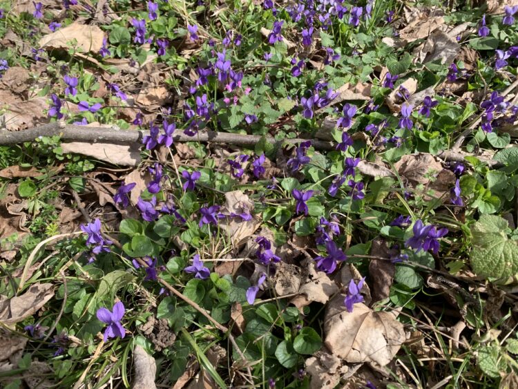 В Крушево посрещнаха Първа пролет