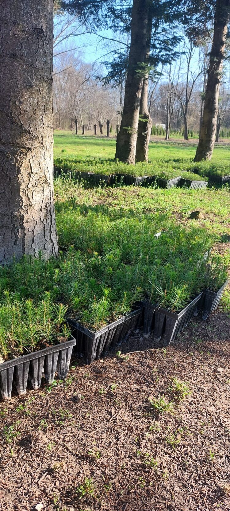 10 000 фиданки дари Северно-централно предприятие на Молдова