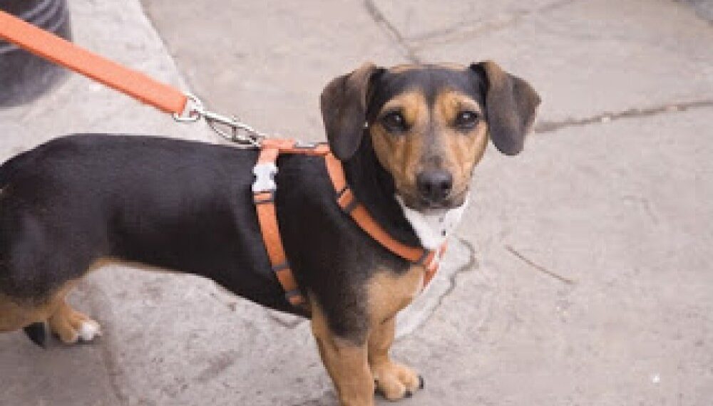 До 31 март е срокът за регистрация на домашните кучета