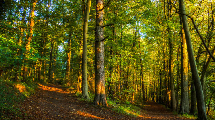 Ученици от Севлиево се включват в Седмицата на гората