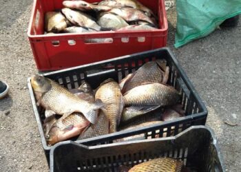 Незаконно продавана риба раздадоха на домове за стари хора