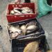 Незаконно продавана риба раздадоха на домове за стари хора