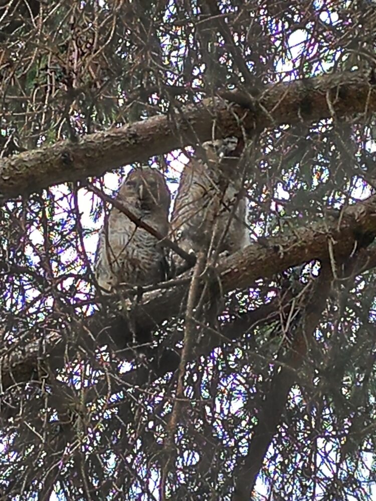 Семейство сови е свило гнездо в детската градина в Кормянско
