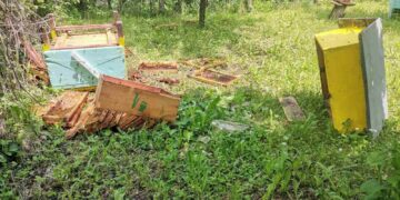 Мечка унищожи кошер в с. Кастел