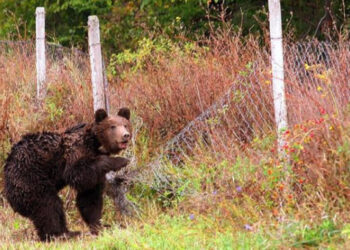 РИОСВ – В. Търново, излезе с препоръки: Как да реагираме при среща с мечка
