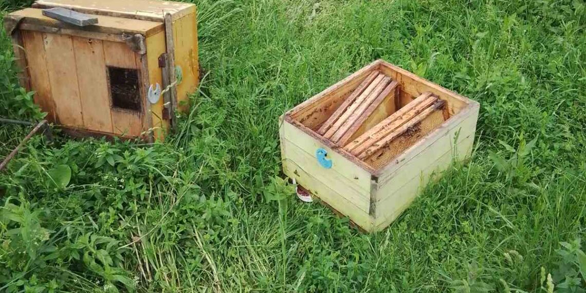 Мечки разрушиха кошерите на земеделски производител и в Табашкото