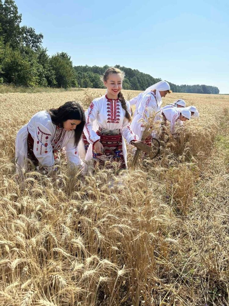 Ритуално зажънаха в Крамолин