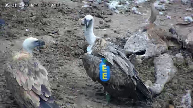 Белоглав лешояд, освободен в Национален парк “Централен Балкан”, е забелязан в Сърбия