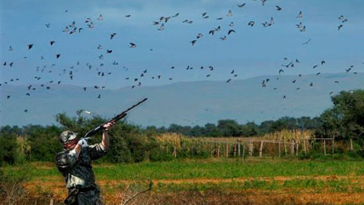 Утре се открива ловът на пъдпъдък, гургулица и други пернати