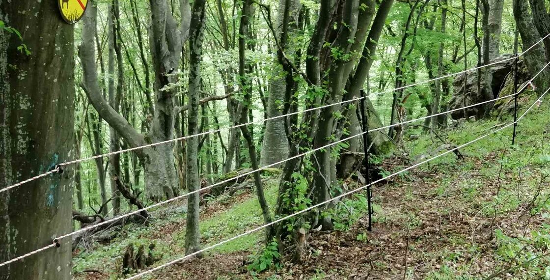 Европейско финансиране осигури извършването на важни дейности в Национален парк „Централен Балкан“