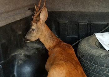 Сръндак и сърна пострадаха при пътнотранспортно произшествие на стария път за Ловеч