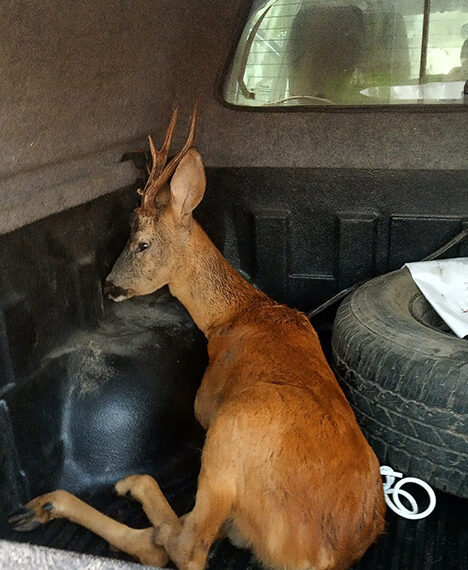 Сръндак и сърна пострадаха при пътнотранспортно произшествие на стария път за Ловеч