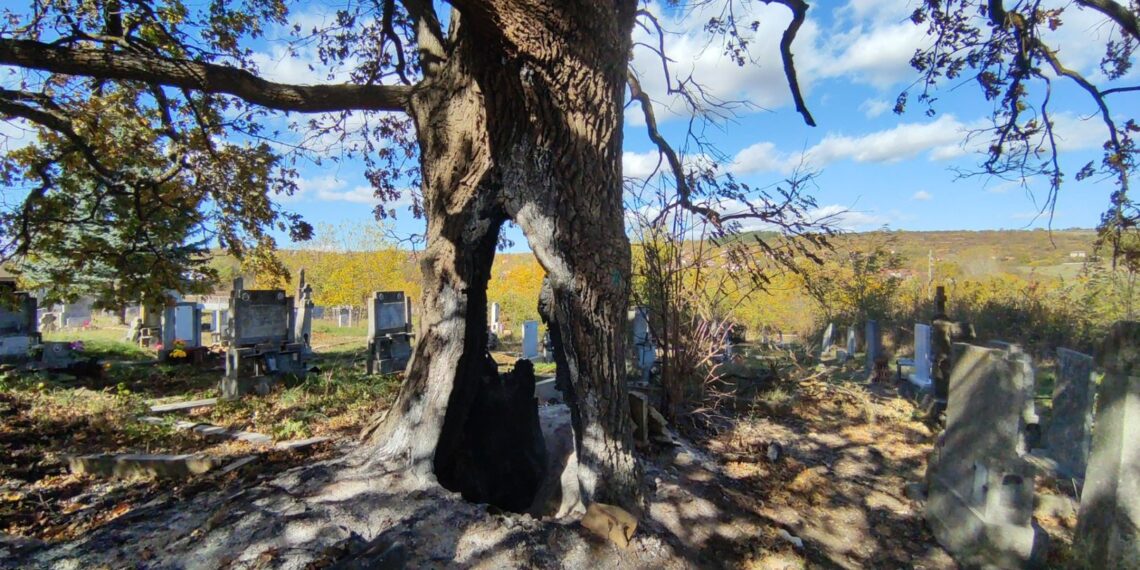 Публикация във в.“Росица” от 2008 г. напомни за съдбата на стария дъб в Ловнидол и предизвика дискусия във ФБ