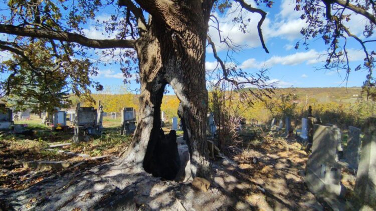 Публикация във в.“Росица” от 2008 г. напомни за съдбата на стария дъб в Ловнидол и предизвика дискусия във ФБ