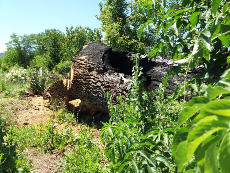 Публикация във в.“Росица” от 2008 г. напомни за съдбата на стария дъб в Ловнидол и предизвика дискусия във ФБ