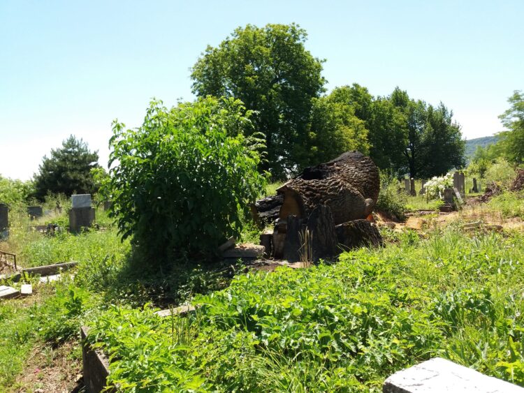 Публикация във в.“Росица” от 2008 г. напомни за съдбата на стария дъб в Ловнидол и предизвика дискусия във ФБ