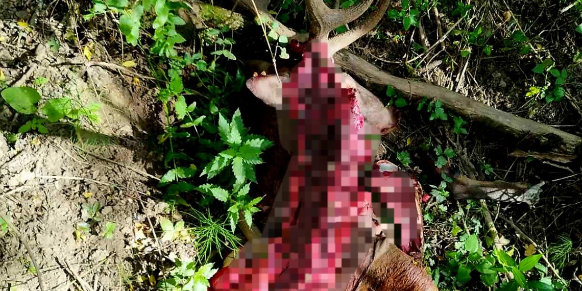 Служители на СЦДП заловиха бракониери, убили елен и кошута