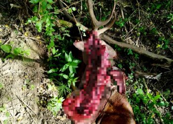 Служители на СЦДП заловиха бракониери, убили елен и кошута