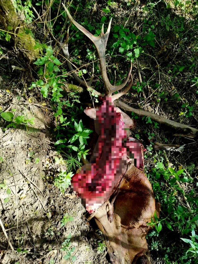Служители на СЦДП заловиха бракониери, убили елен и кошута