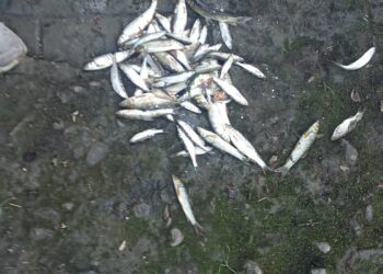 Бракониери и на река Видима в Сенник