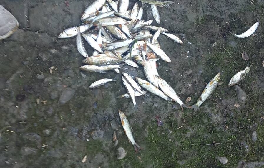 Бракониери и на река Видима в Сенник