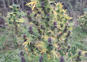 Криминалисти откриха нива с канабис, има задържани