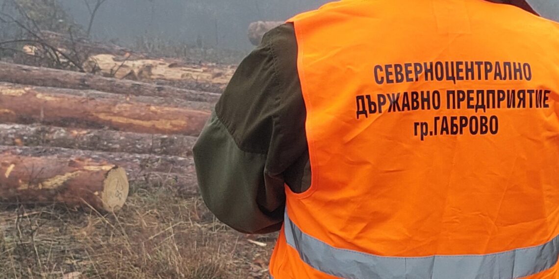 Повече от 5 000 проверки в горите на СЦДП-Габрово през октомври