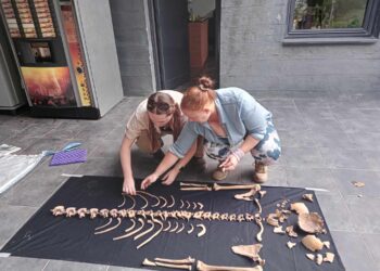 Зъбна инфекция на 750 г. бе открита в средновековен Хоталич