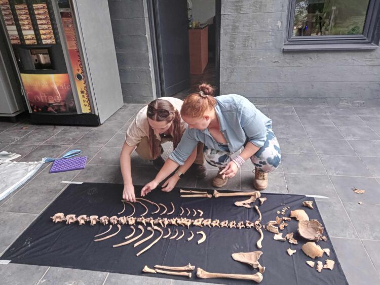 Зъбна инфекция на 750 г. бе открита в средновековен Хоталич