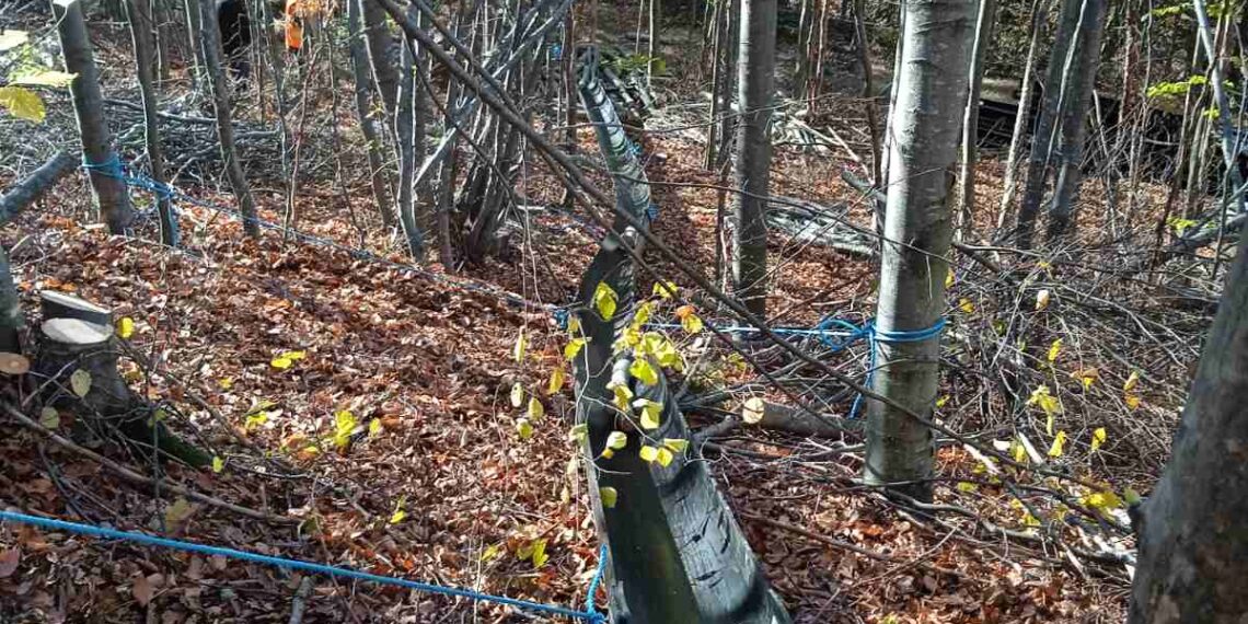 СЦДП въвежда иновативна система за щадящ извоз на дървесина